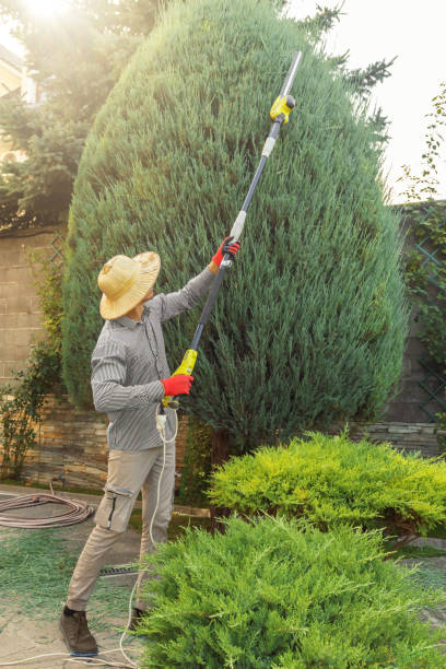 Chattanooga, TN Tree Removal and Landscaping Services Company